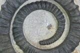 Devonian Ammonite (Anetoceras) With Trilobite Tail - Morocco #99947-1